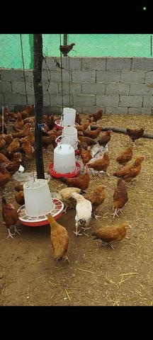 كتكوت دجاج فرنسي للبيع