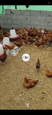 Poussins de poulet français à vendre - 2