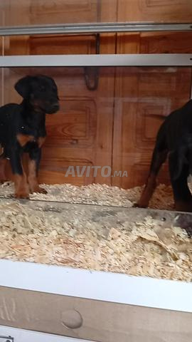 كلب دوبيرمان ذكر وأنثى - 2