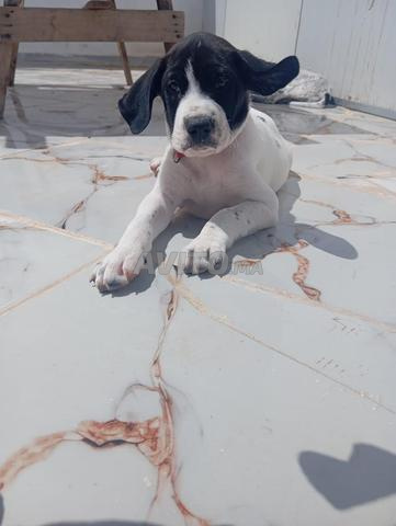 كلبة بوينتر مع جرويها - 2