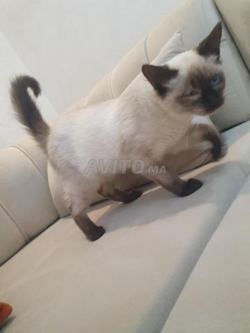قط سيامي صغير - 2