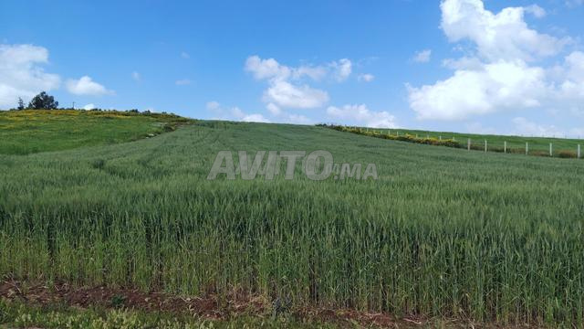 Terrains et Fermes Titrés – Sidi Rahal Plage - 2