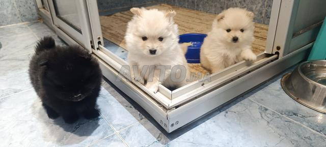 سبتز قزم (بومرينيان لولو) - 2