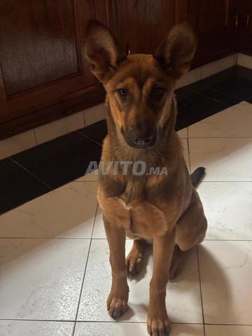 أنثى مالينوا