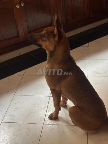 أنثى مالينوا - 2