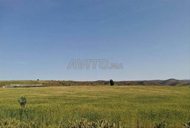 أرض فلاحية محفظة بالخميسات - 2