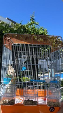 كوكاتو فارسي - 2