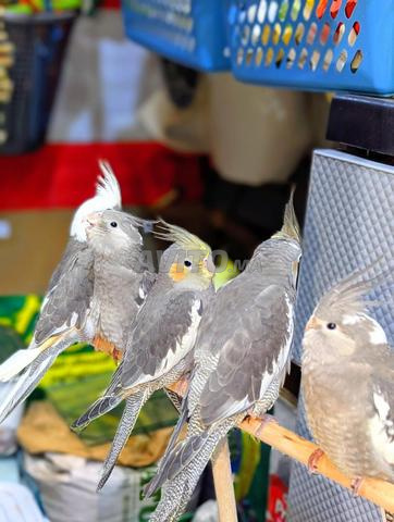 فراخ كوكتيل مدربة