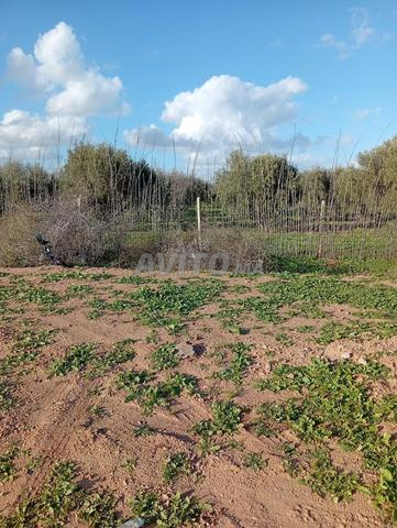 هكتاران ملكية - 2