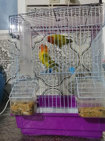 طيور غريبة - 2