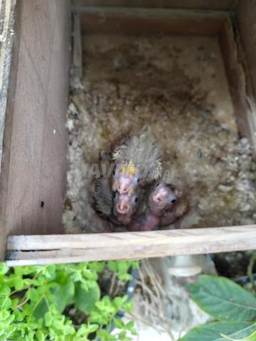 فراخ كالوبسيت - 2