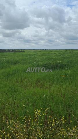 أرض فلاحية تيتير للبيع ضواحي عين عودة زعير - 2