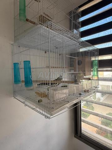 Oiseau calopsitte - 2