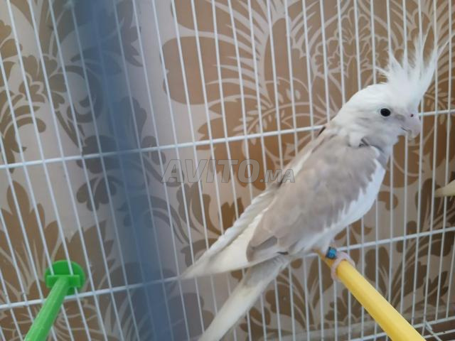 Magnifique couple de calopsittes avec cage équipée - 2