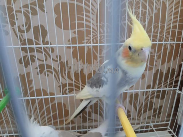 Magnifique couple de calopsittes avec cage équipée