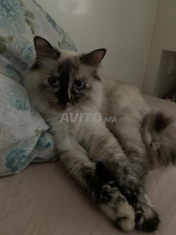 قطة أنثى - 2