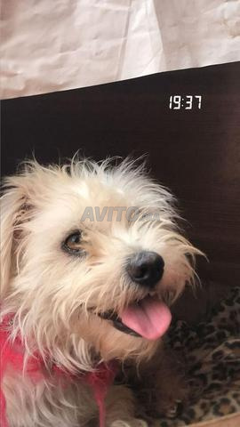 أنثى بيشون مالطي للبيع - 2