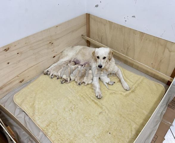 Adorables chiots Golden Retriever - 2