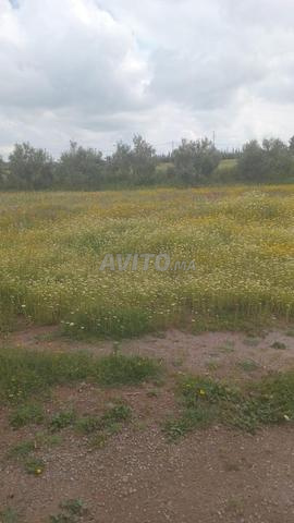 Terrain à vendre à Khémisset sur le goudron avec logement et puits