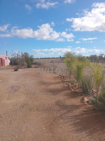 Terrain à vendre à Khémisset sur le goudron avec logement et puits - 2