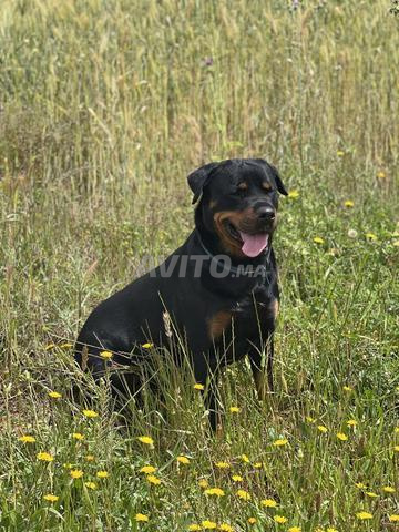 أنثى روتوايلر - 2