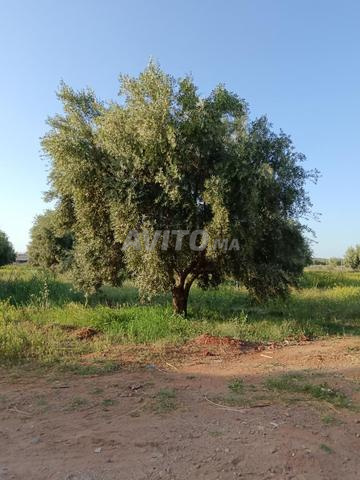 مزرعة زيتون مجهزة - 2