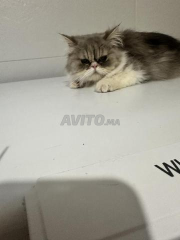 قطتان من سلالة نقية - 2