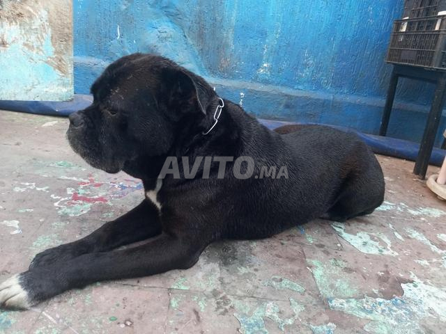 أنثى كلب كورسي أسود - 2