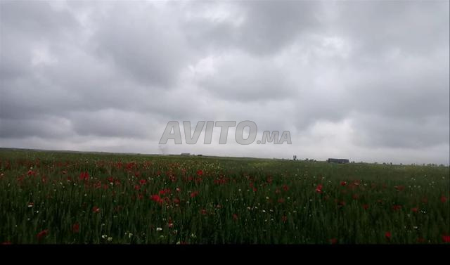 أرض 4 هكتارات (ملكية عدلية) - 2