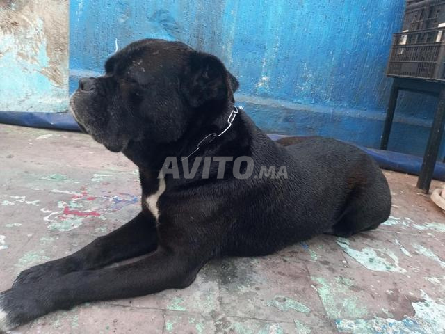 أنثى كلب كورسي أسود