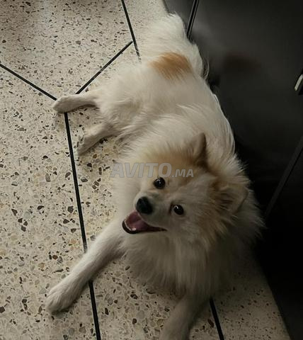 Recherche Spitz Allemand - 2