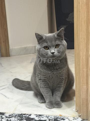 British shorthair bleu - 2