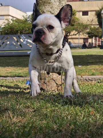 بولدوج فرنسي - 2