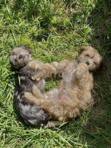 بيشون هافانيز - 2