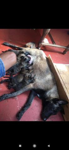 Chiot Malinois charbonné bébé