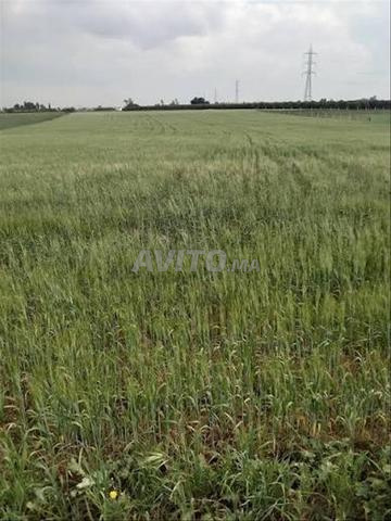 📢 أرض فلاحية محفظة للبيع - 2