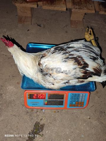 دجاج بلدي عضوي - 2