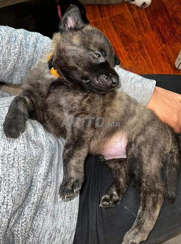 جرو كلب الراعي الهولندي - 2