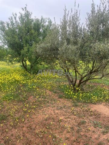 أرض فلاحية 25 كم وجدة - 2