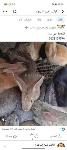 أرانب سلالات للبيع