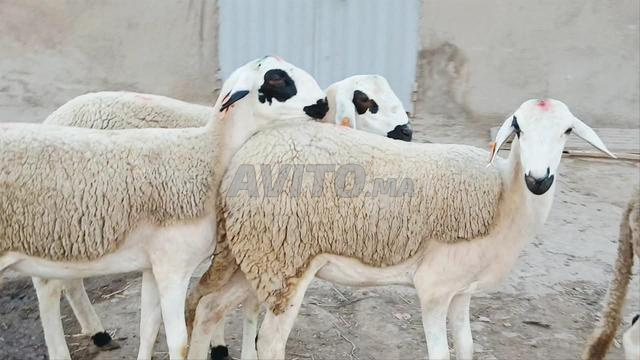 سلام عليكم 30 خروف صردي نافق