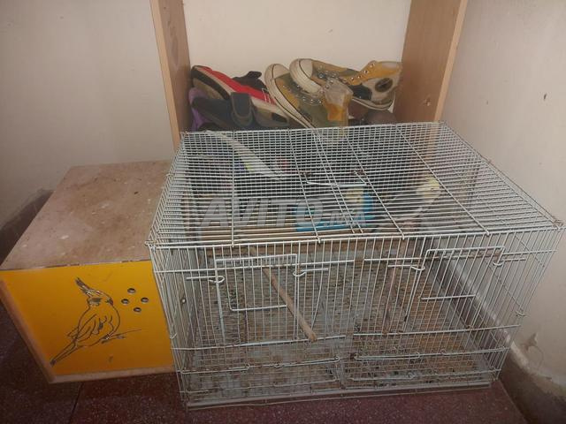 زوج من طيور الكوكتيل الحبشي (عصافير) - 2