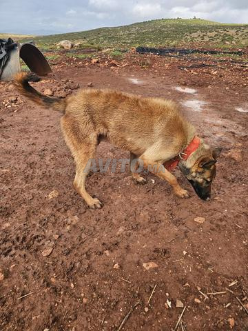 كلب مانشستر تيريير للبيع