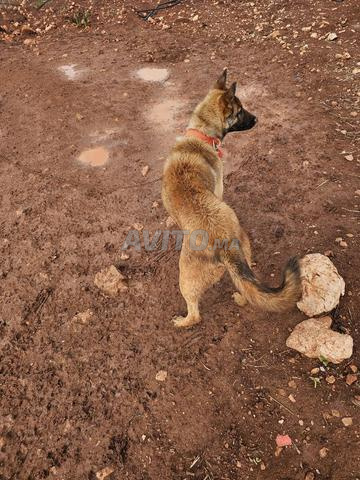 Chien Manchester Terrier à vendre - 2