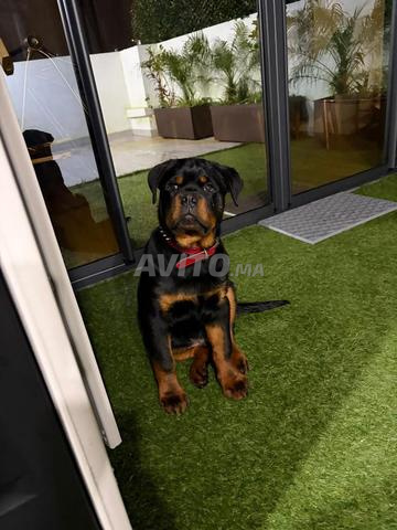 روت وايلر - 2