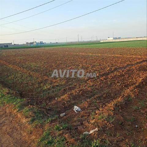 Terrains et fermes titrés à Bir Jdid - 2