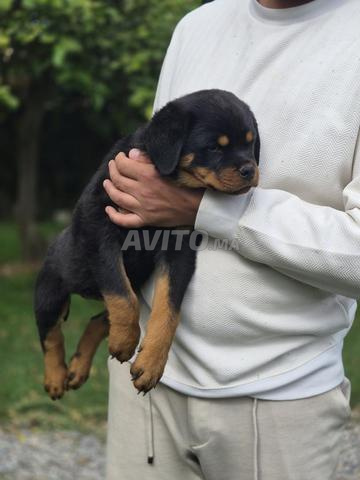 جرو روت وايلر أصيل - 2