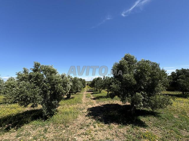 Terrain à vendre - 2