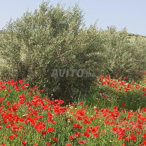 مزرعة بها أشجار الزيتون