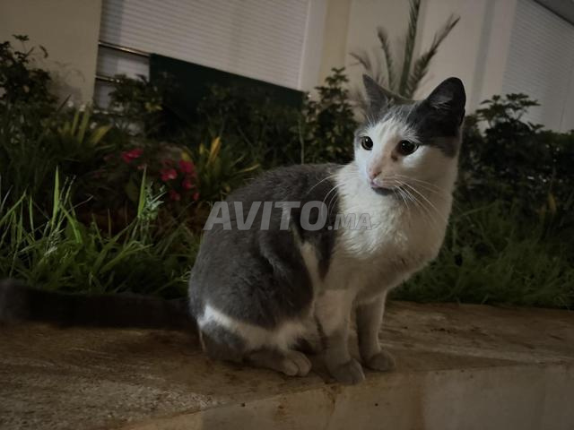 قطط للتبني - 2